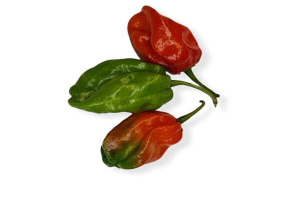 Naga Morich(3pic)